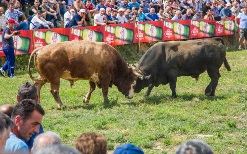 U nedelju korida na hipodromu, glavna borba između Bizona i Zeke