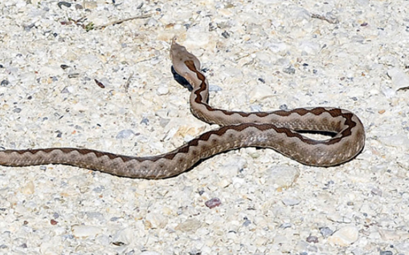 Ženu ujela šarka, pa nagazila na poskoka