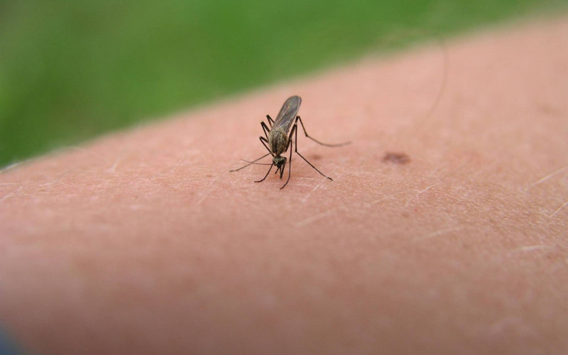 Najezda komaraca u Bijeljini, građani očajni
