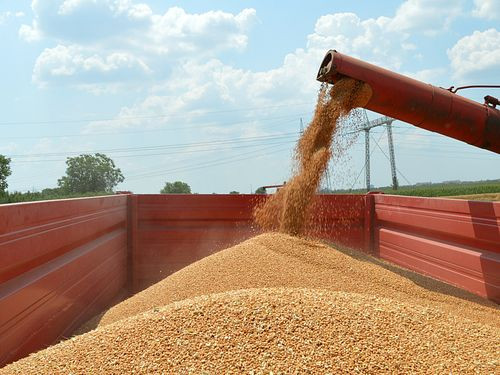 Pšenica u silosima čeka bolju cijenu