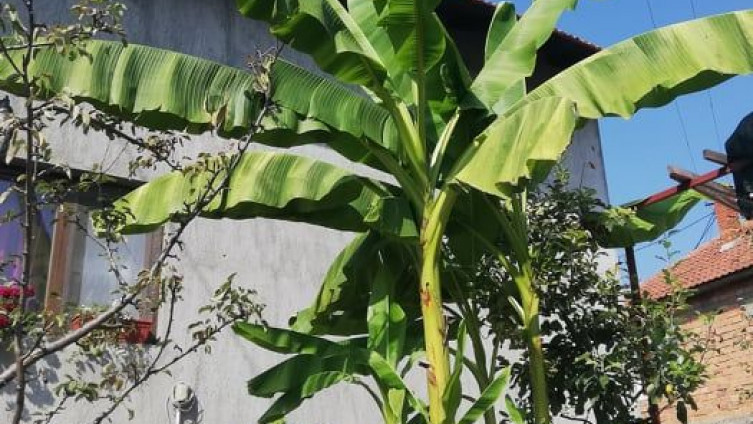 Banane cvjetaju u Koraju