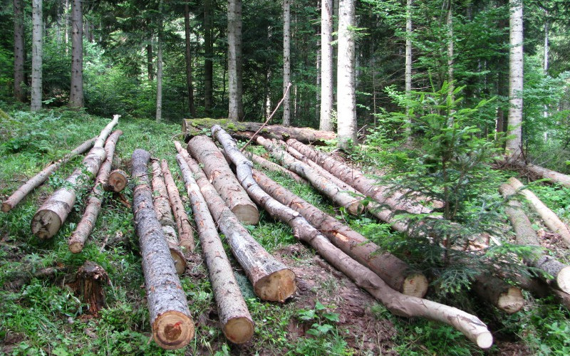 U toku velika akcija sprečavanja krađe šume