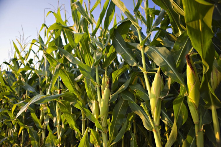 Semberija: Šteta na usjevima kukuruza i do 50 odsto