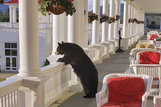 Medvjed iznenadio osoblje hotela, pa nonšalantno odšetao