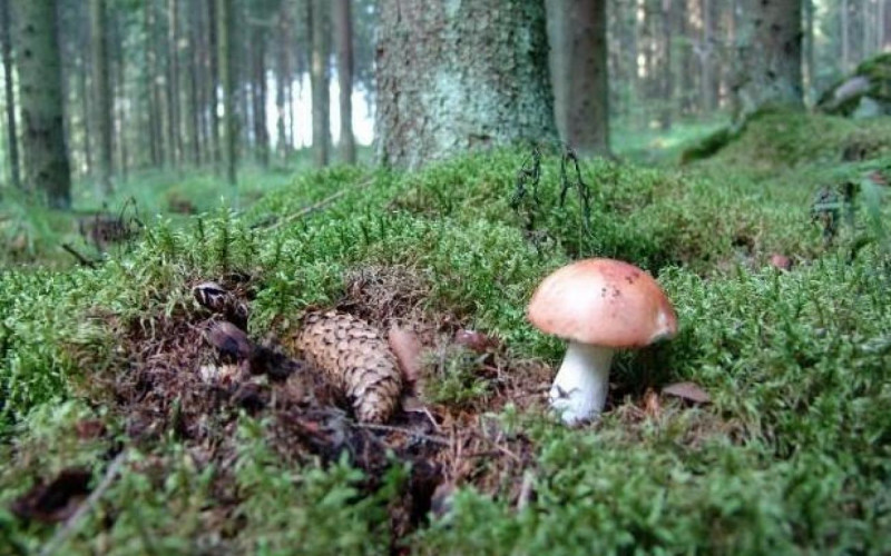 Tražio gljive u šumi, pronašao SKELET MISTERIOZNE ŽENE