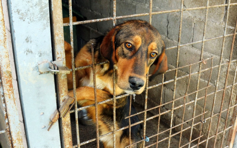 Ponovo radi azil za napuštene životinje u Bijeljini
