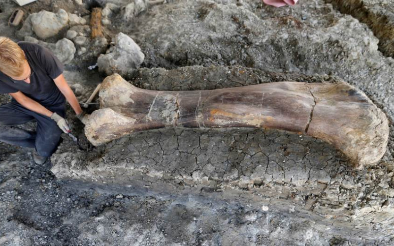 Ogromna kost dinosaurusa pronađena na jugozapadu Francuske