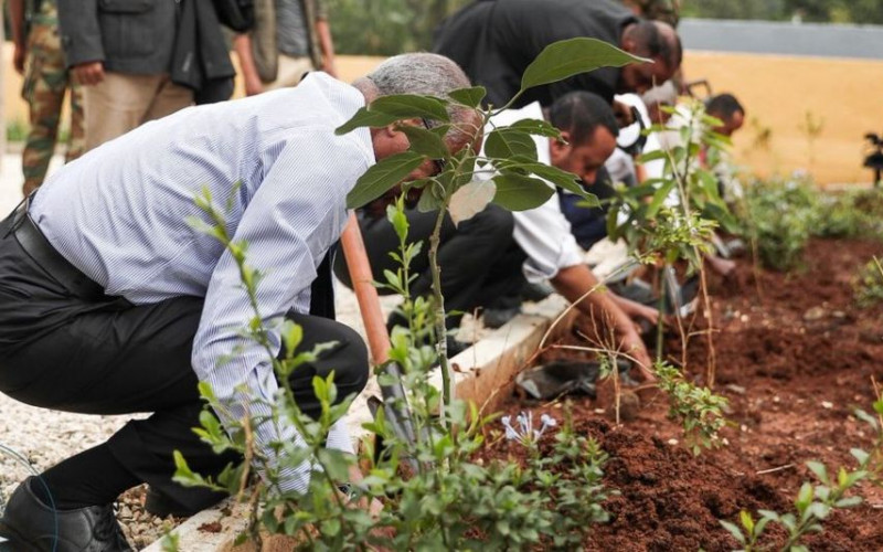 Etiopljani zasadili 350 miliona stabala u samo jednom danu
