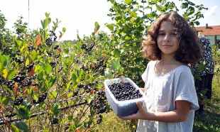 Sok sa majevičkih brežuljaka