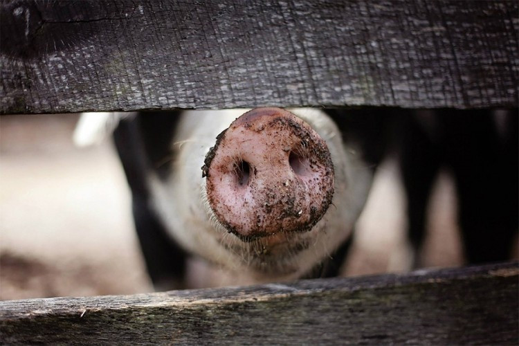 Zabranjen uvoz svinjskog mesa iz Srbije zbog afričke kuge