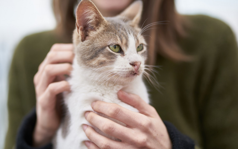 Otkrivena vakcina koja liječi alergiju na mačke