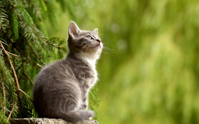 Kako je nastao mit da mačke imaju devet života
