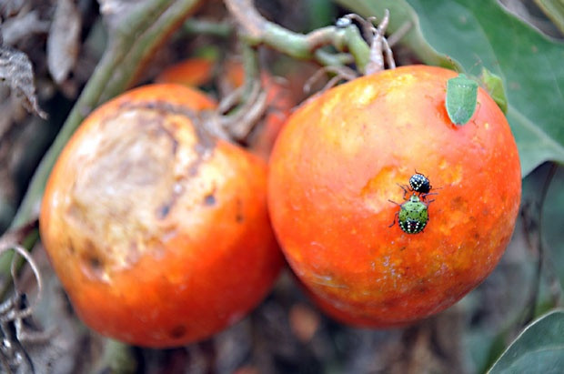 Smrdibuba uništila rod paradajza
