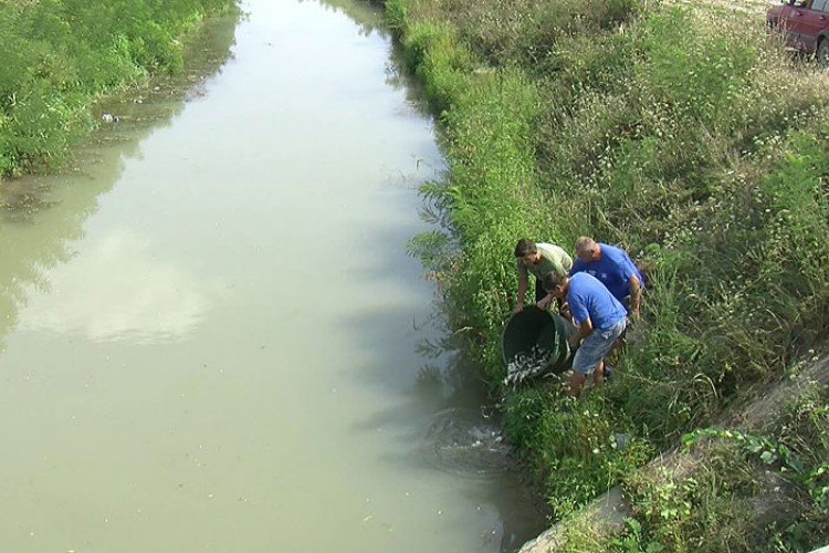 Ribolovci iz Bijeljine obogatili vode sa 700 kilograma mlađi šarana