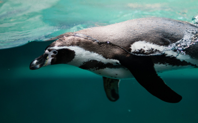 Pingvin svake godine prepliva 8.000 kilometara da bi posjetio spasioca