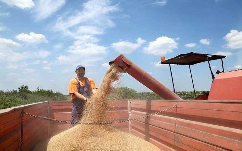 Proizvodnja pšenice u Srpskoj značajno pada