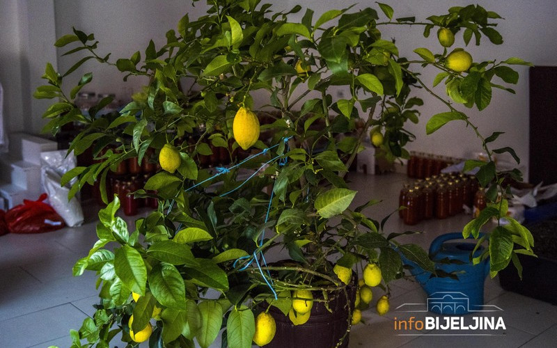 Kako uzgojiti limun iz sjemena?