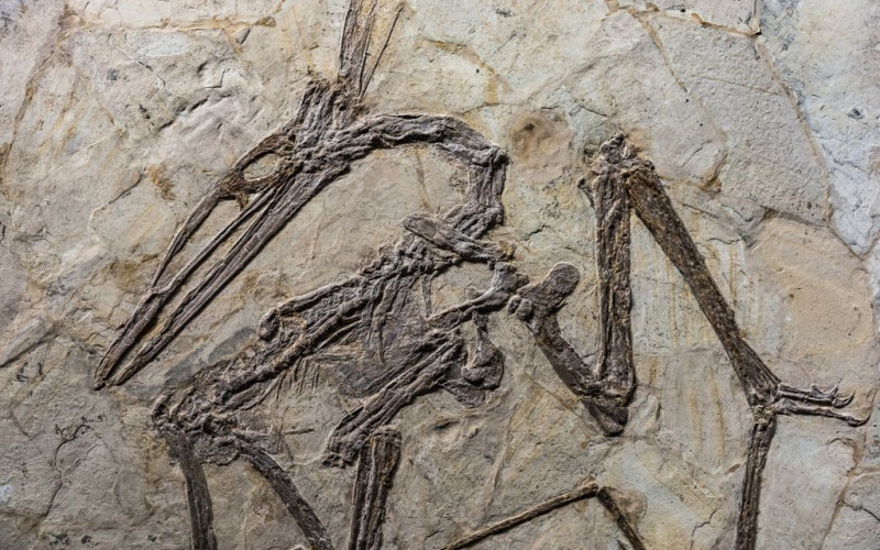 Naučnici otkrili još jedan fosil drevnih letača, drugi ove godine