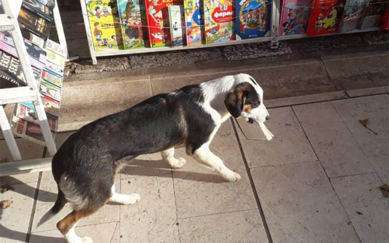 Zanimljiva situacija u Trebinju: Pas prodavcu ukrao knjigu o vukovima