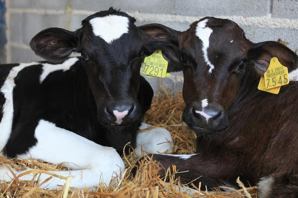 Počeo izvoz junetine u Tursku