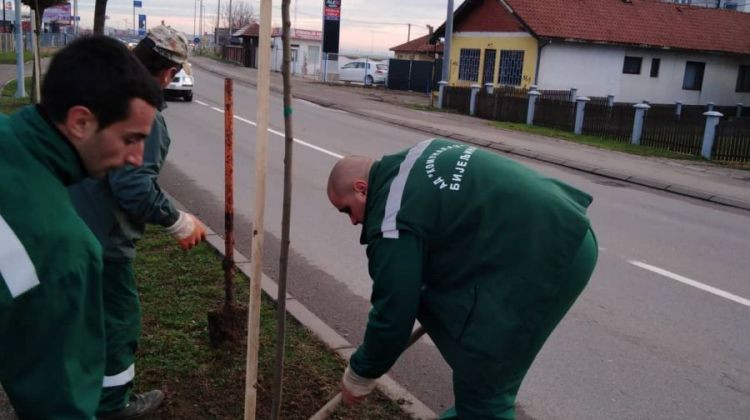 Zamjena suvih i polomljenih sadnica u Bijeljini /FOTO/