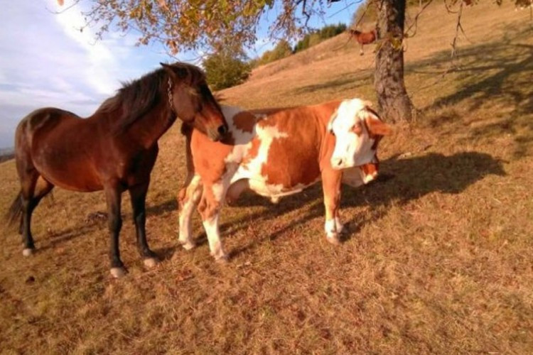 Najneobičniji ljubavni trougao: Konj Soko zaljubljen u kravu Šarku, kobila ljubomorna