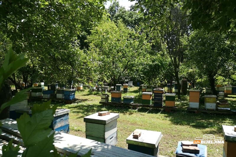 Semberski pčelari na udaru brojnih problema: Ispaša bila loša, ali cijene meda neće mijenjati /FOTO/