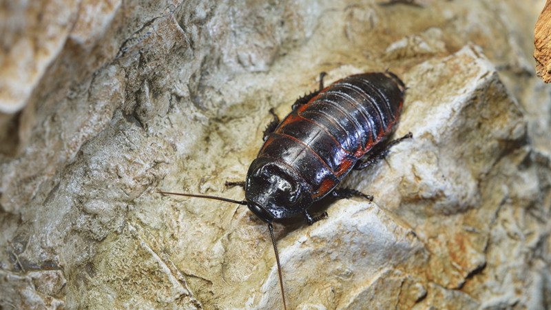 Poklon za Dan zaljubljenih: Nazovite bubašvabu po bivšoj ljubavi