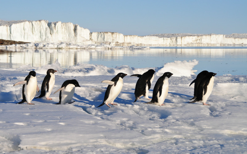 Antarktik i globalno zagrijevanje: Proljećnih 20 stepeni u svijetu vječnog leda