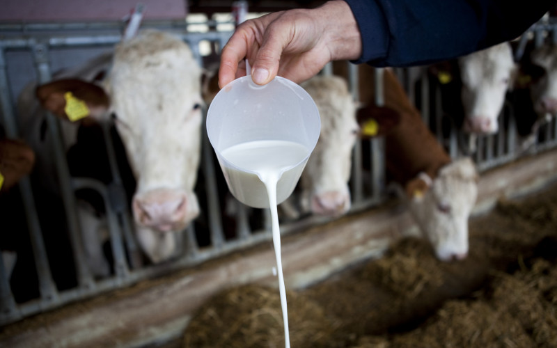 Mljekari iz BiH ciljaju izazovno tržište Rusije