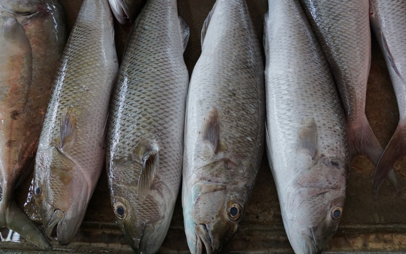 Vaskršnji post već povećao prodaju ribe u bijeljinskim ribarnicama