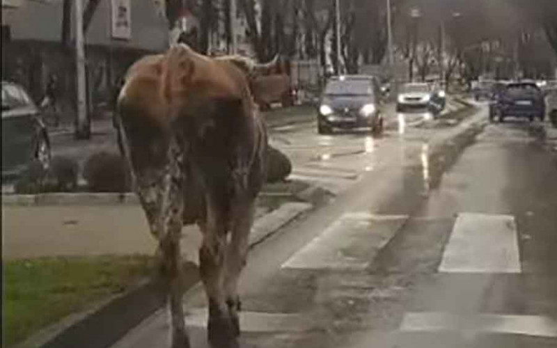 Krava prošetala centrom Trebinja, napravila i ZASTOJ u saobraćaju