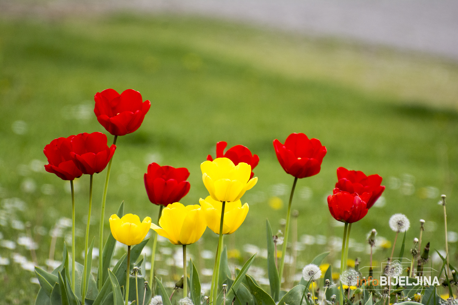 Prvi Sajam cvijeća u Bijeljini, prijavite se za učešće (FOTO)