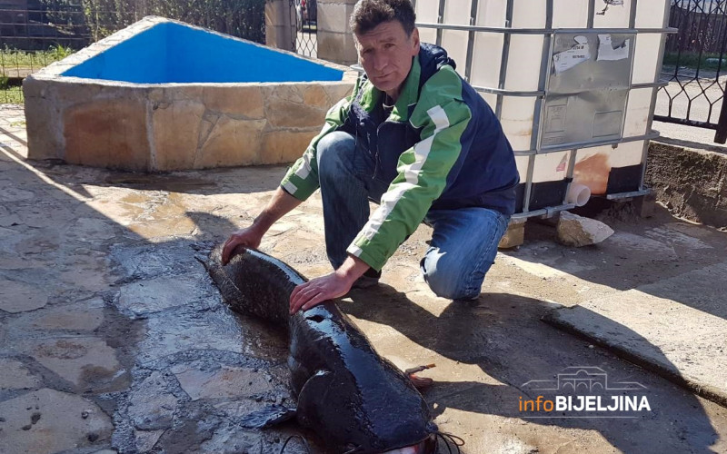 „BORBA“ JE TRAJALA SAT VREMENA Bijeljinac upecao soma od 30 kilograma /FOTO/
