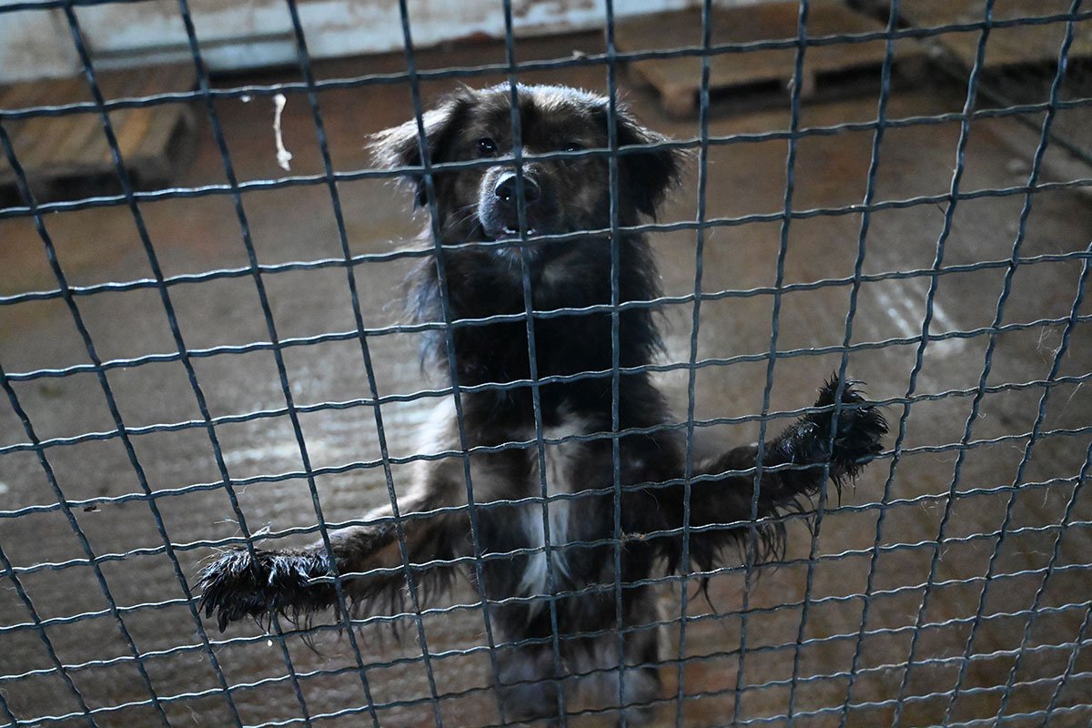 Volonteri ogorčeni: Životinje u azilu na Manjači u nehumanim uslovima