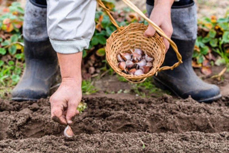 Podjela sjemenskih paketa za proljećnu sjetvu u Bijeljini