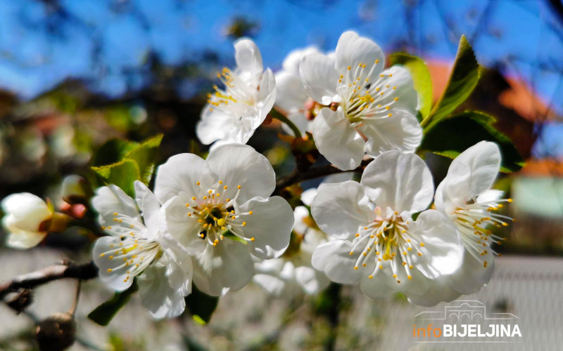 Kako se boriti sa epidemijom kada grane proljeće