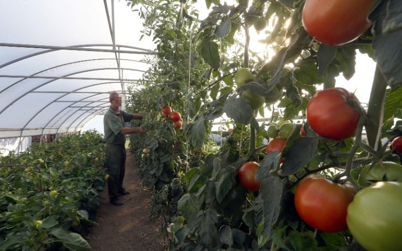 Podsticaji za poljoprivrednike po NOVIM PRAVILIMA: Najviše novca za povrtare, ratare i voćare