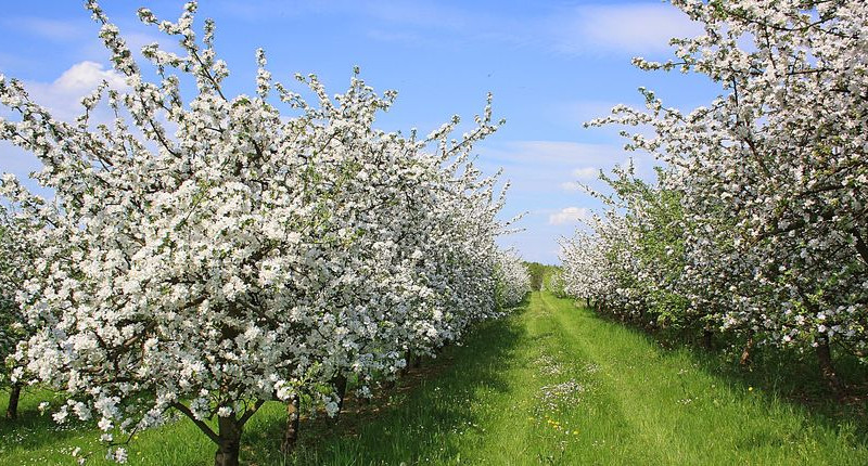 Voćari očekuju veliku štetu zbog niskih temperatura: 