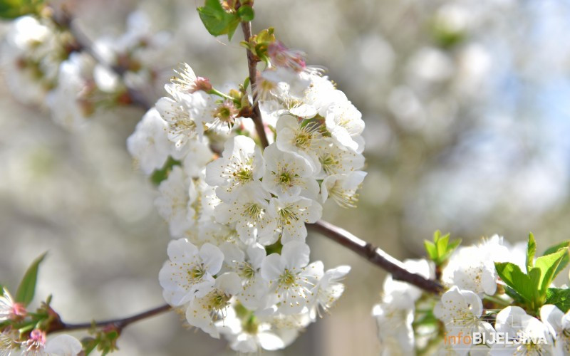 Danas sunčano i toplo