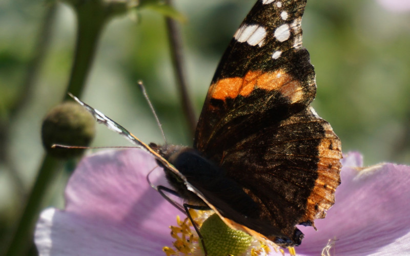 Danas sunčano i malo toplije