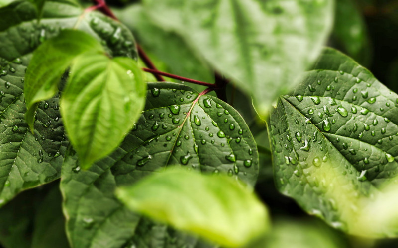 Danas kiša u većini krajeva