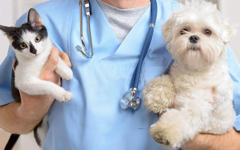 Bijeljinske veterinarske službe rade uz mjere zaštite