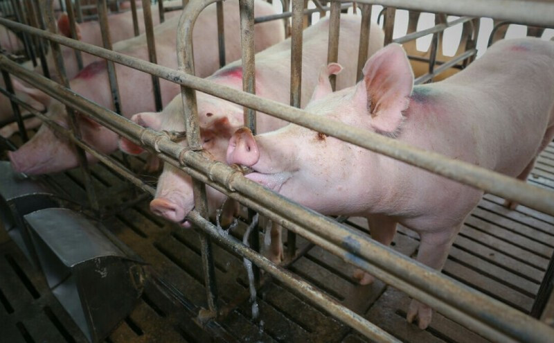 Pandemija nije uzdrmala semberske farmere