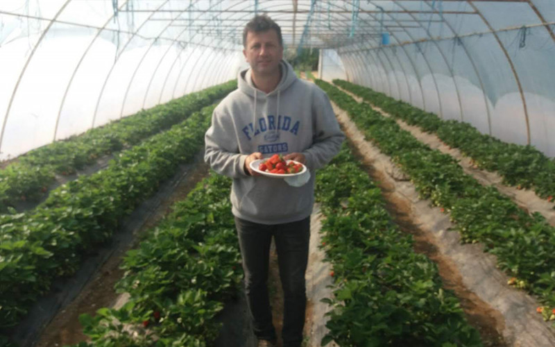 Jagode iz semberskih plastenika već na tržištu: Domaćini povećavaju zasade