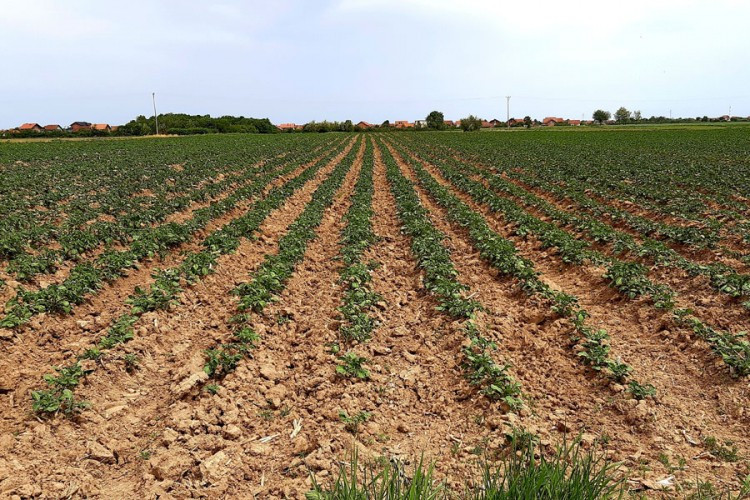 Ugovoreni otkup budućnost poljoprivrede u Semberiji
