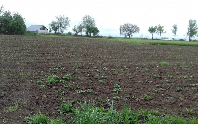 Ratari u borbi za usjeve: Insekti napadaju kukuruzne oranice u Semberiji