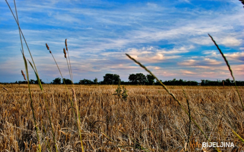 SAVJET RATARIMA: Zaštititi pšenicu od fuzarioze