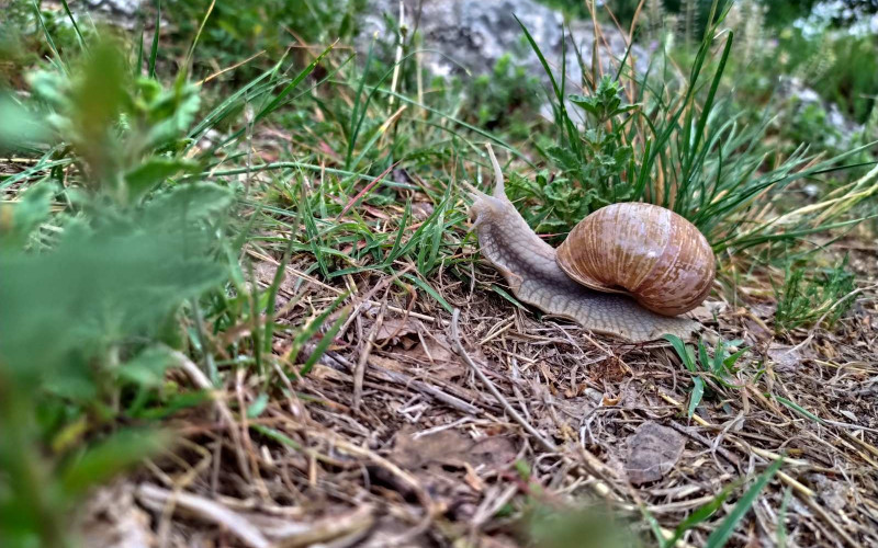 Brojni Semberci sakupljanjem puževa dopunjavaju kućni budžet