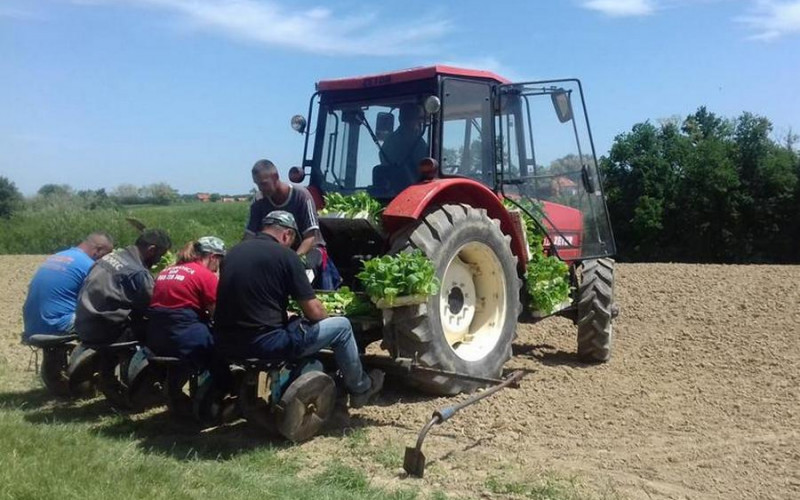 Semberski proizvođači na muci: Radna snaga poskupila, cijena duvana ista